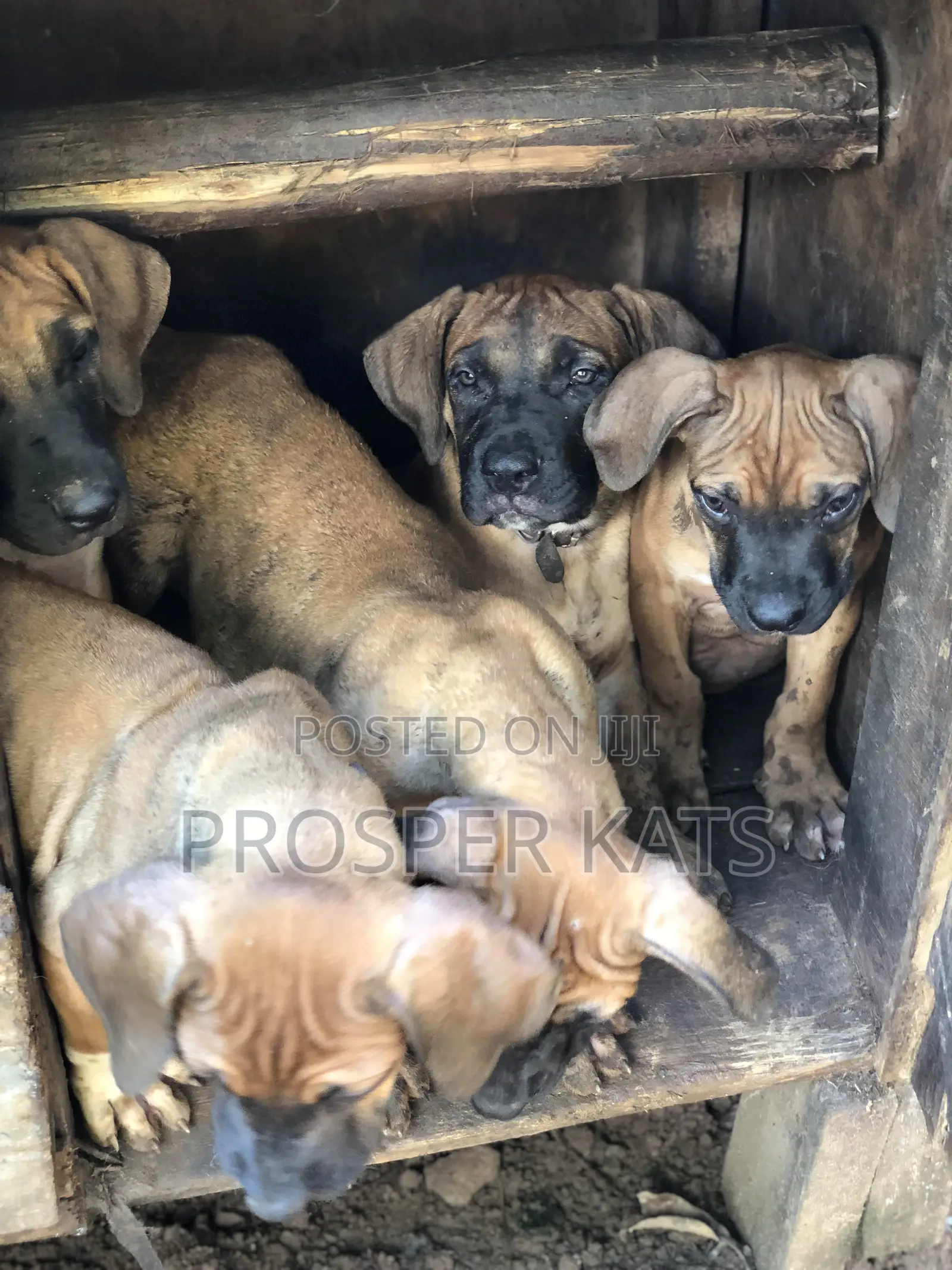 1-3 months Male Purebred Boerboel