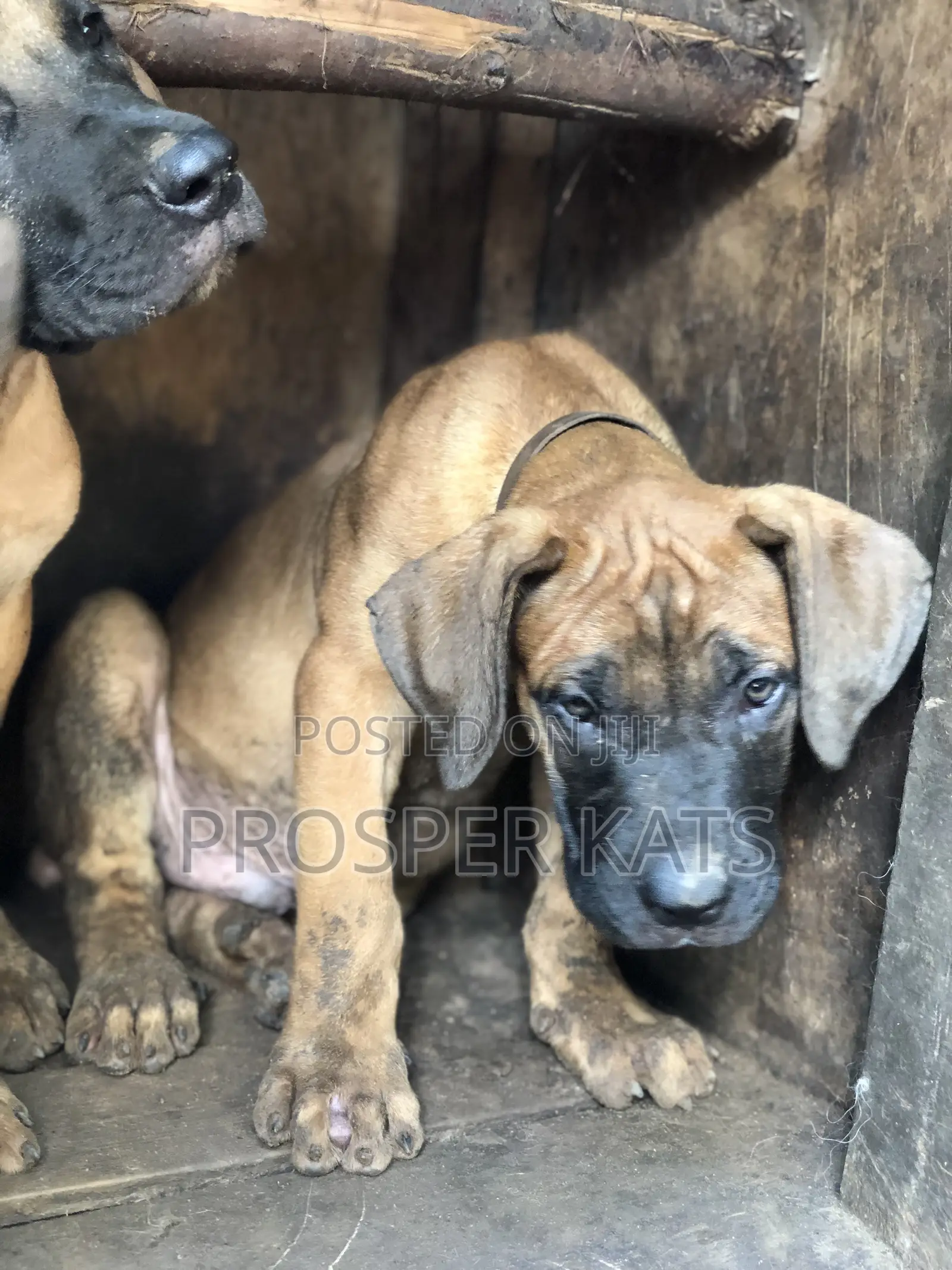 1-3 months Male Purebred Boerboel