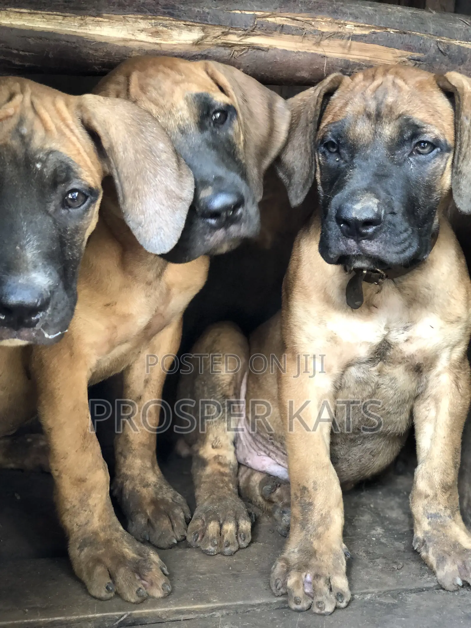 1-3 months Male Purebred Boerboel