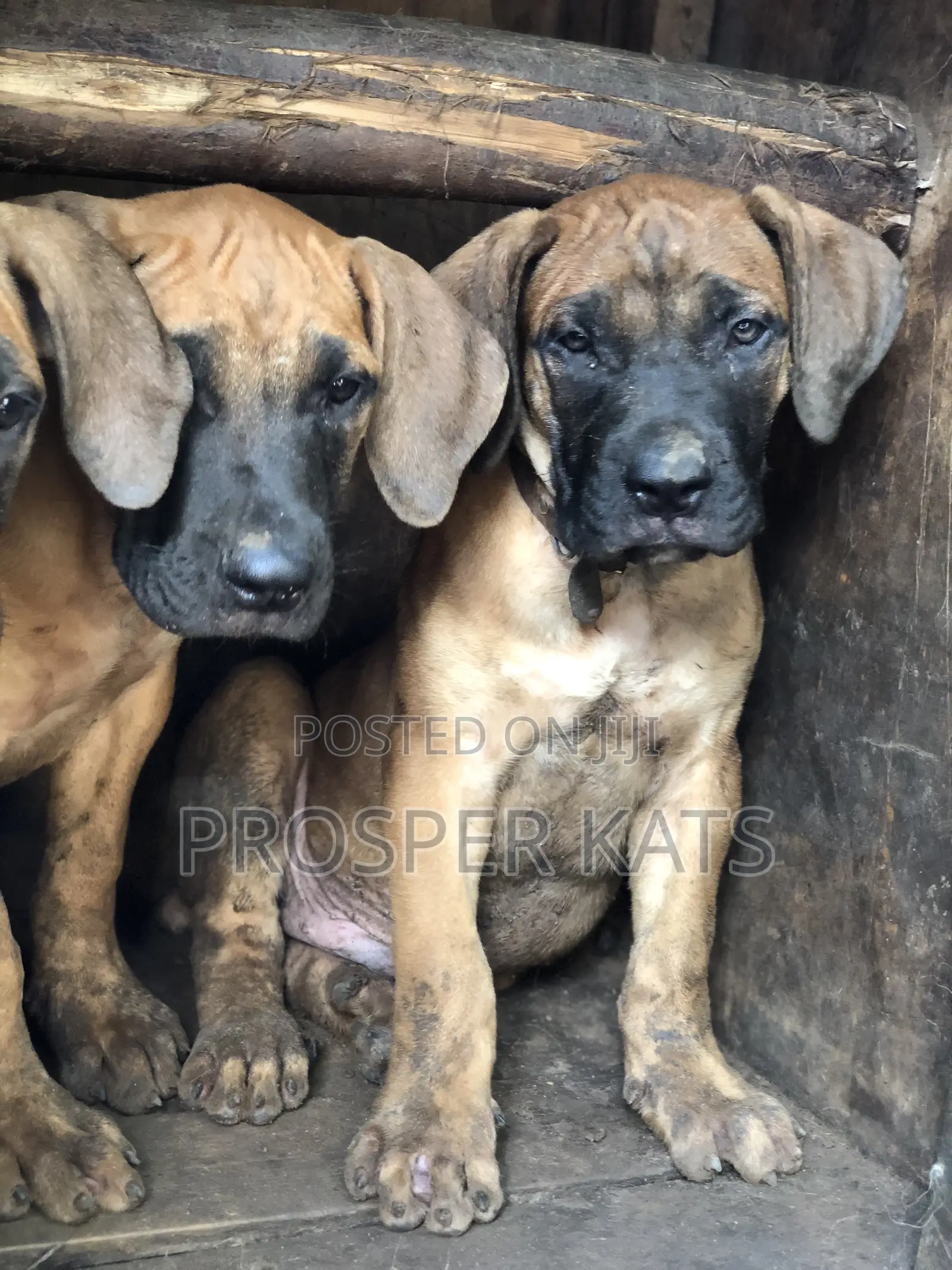 1-3 months Male Purebred Boerboel