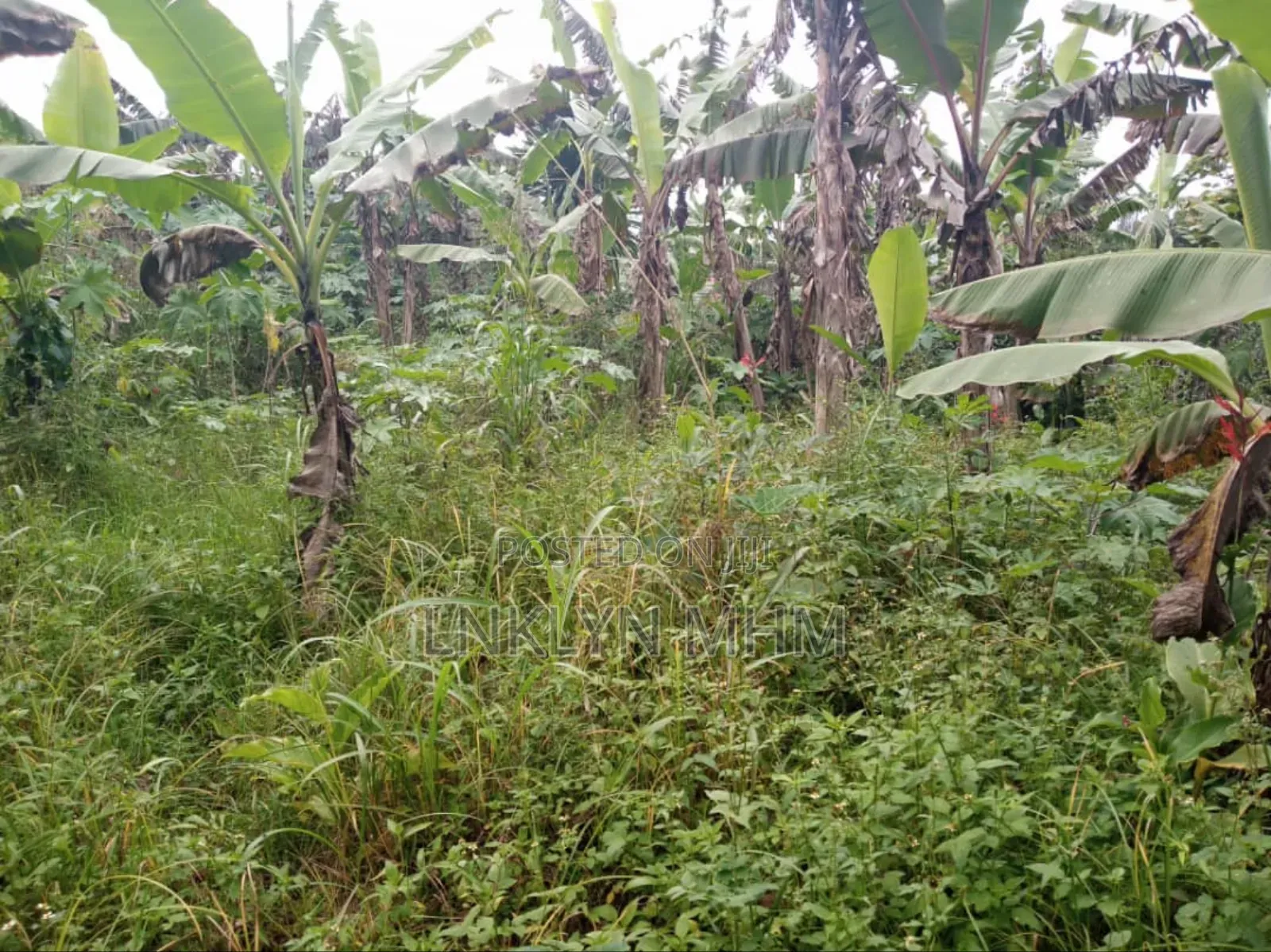 100 Acres of Land for Sale in Kabarole District