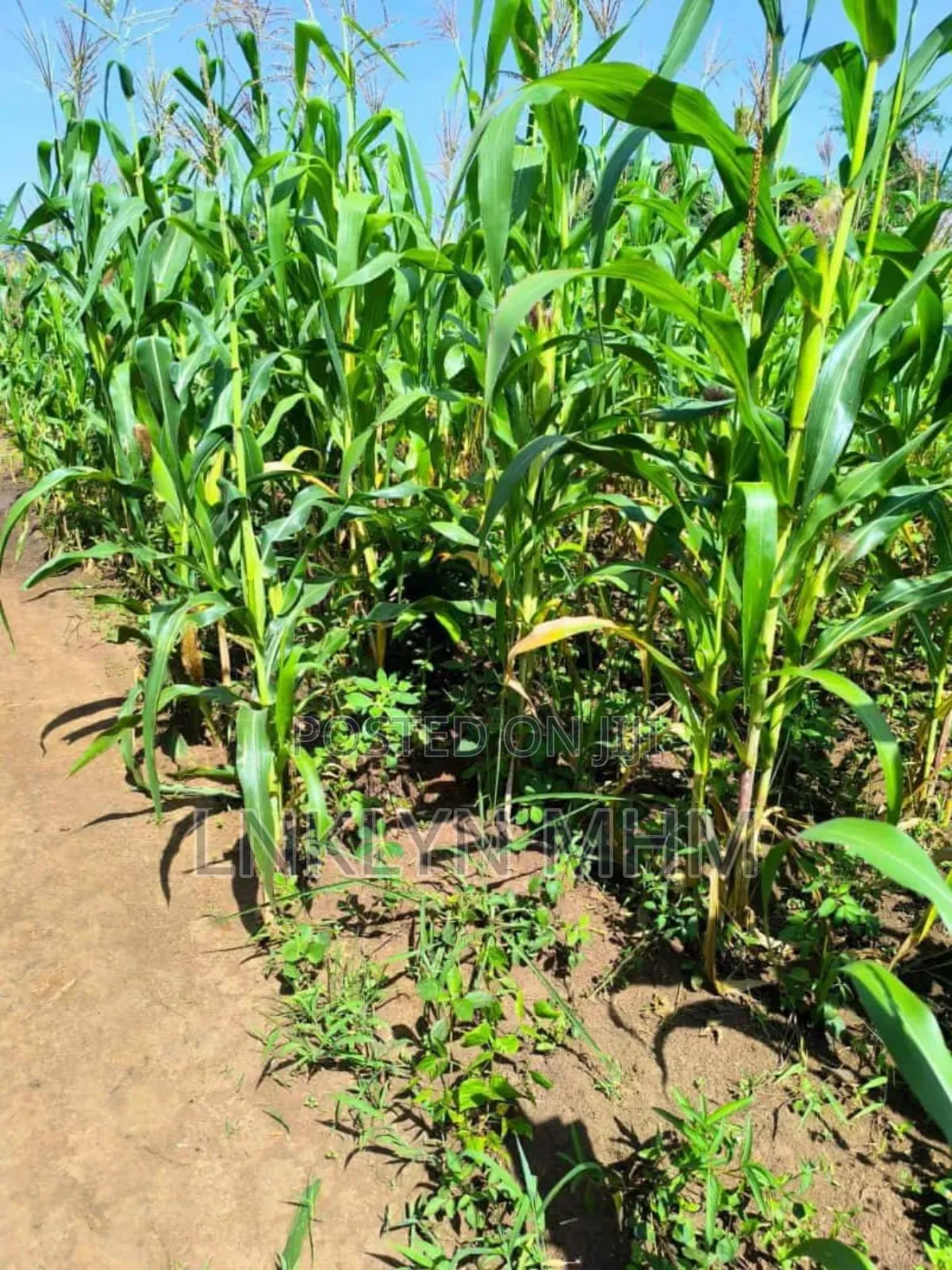 100 Acres of Land for Sale in Kabarole District