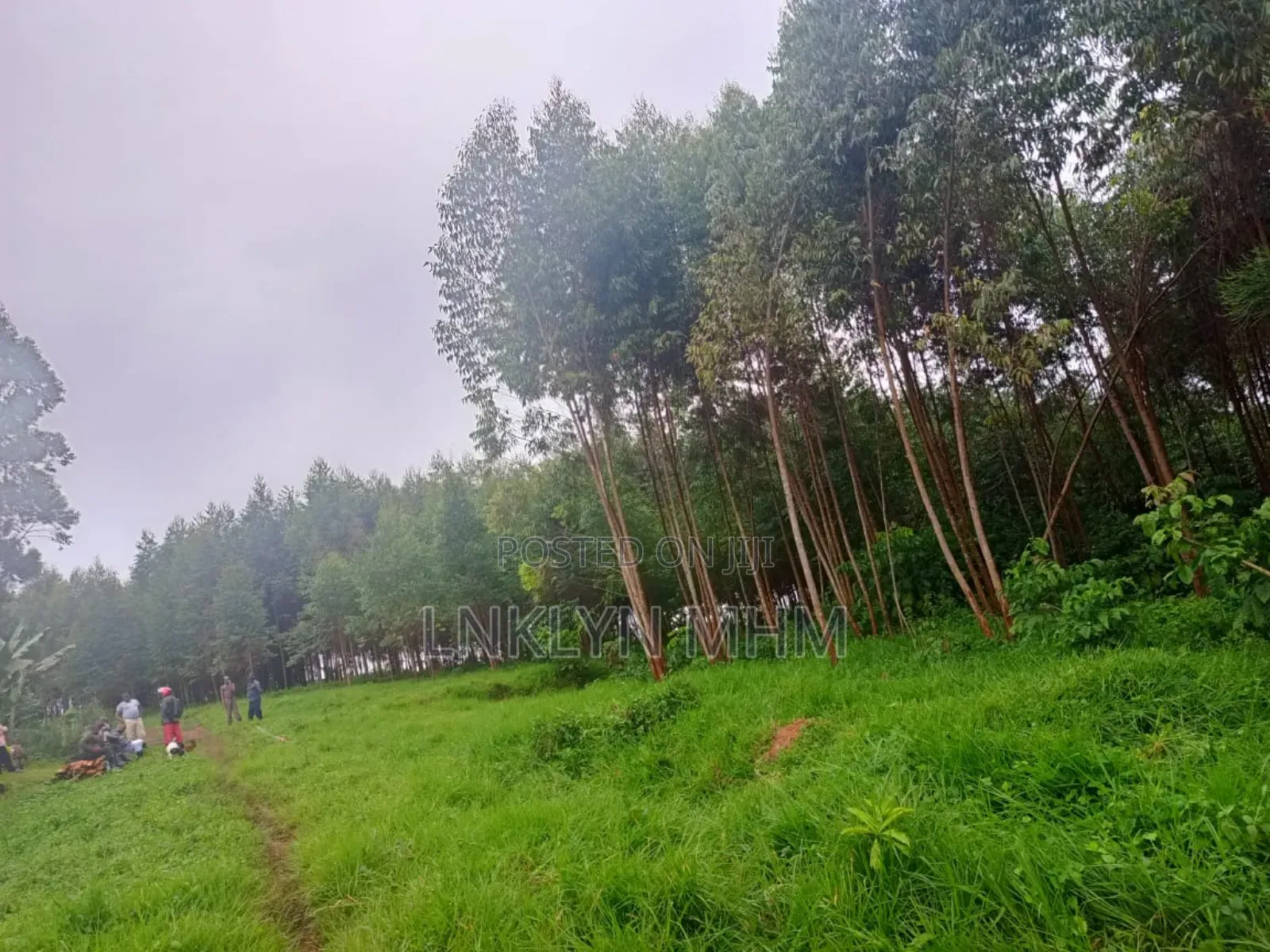100 Acres of Land for Sale in Kabarole District