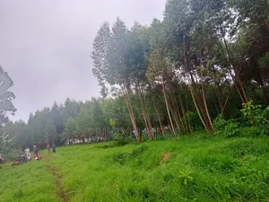 100 Acres of Land for Sale in Kabarole District