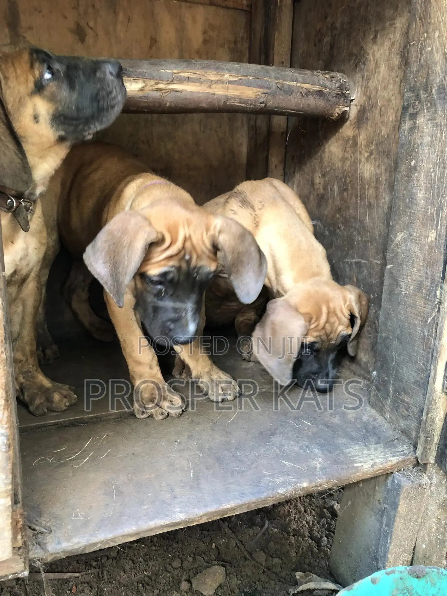 1-3 months Male Purebred Boerboel