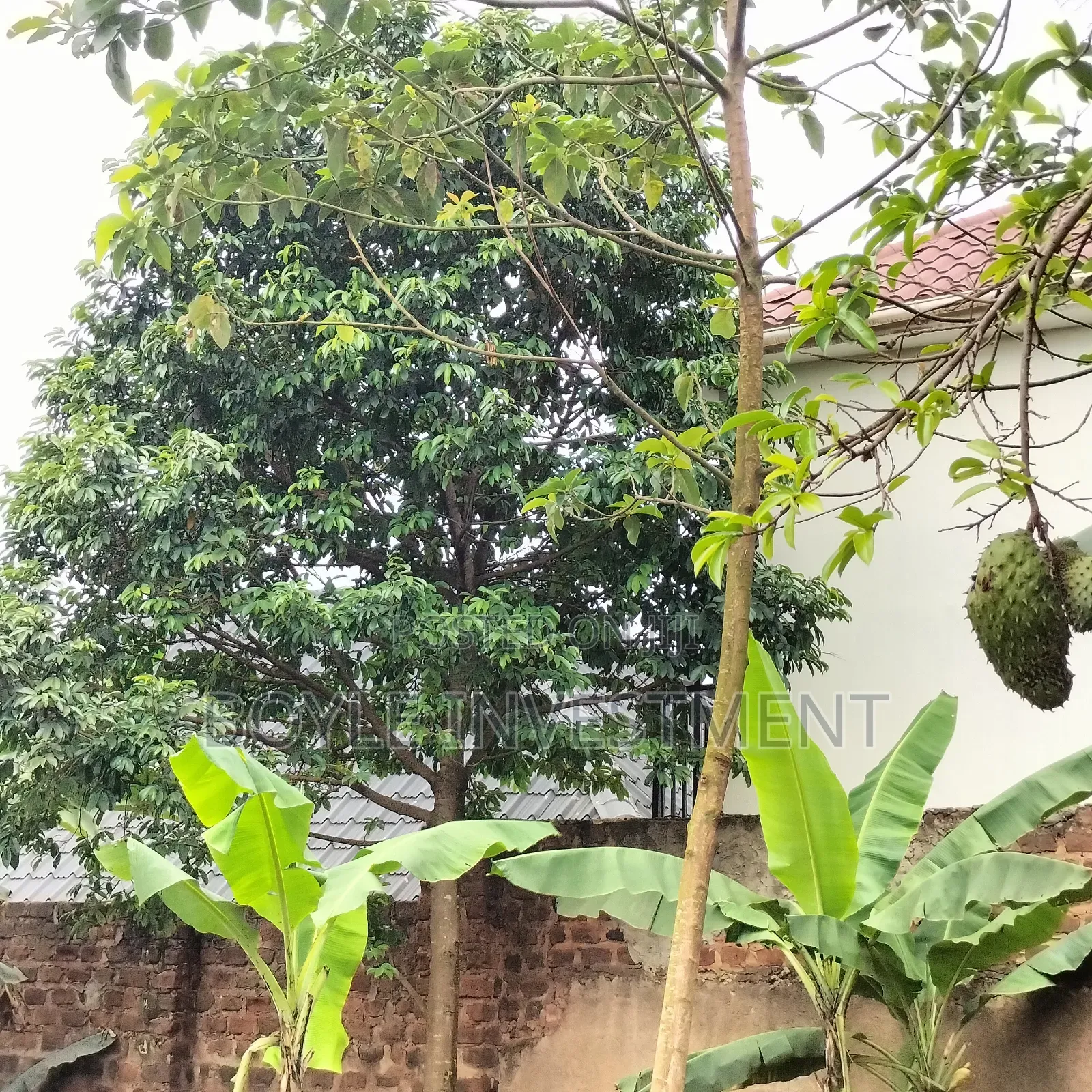 Soursop Graviola Leaves and Fruits