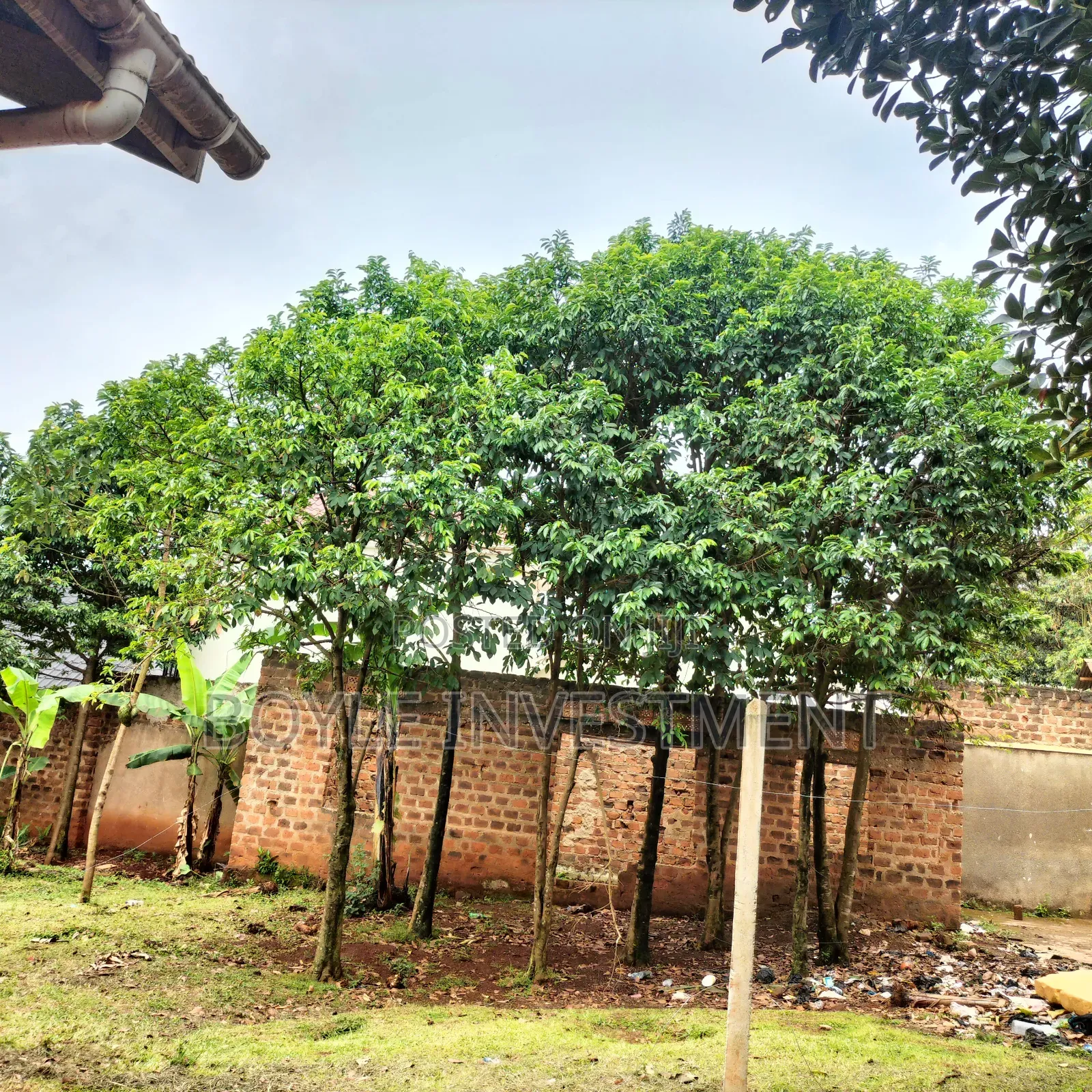 Soursop Graviola Leaves and Fruits
