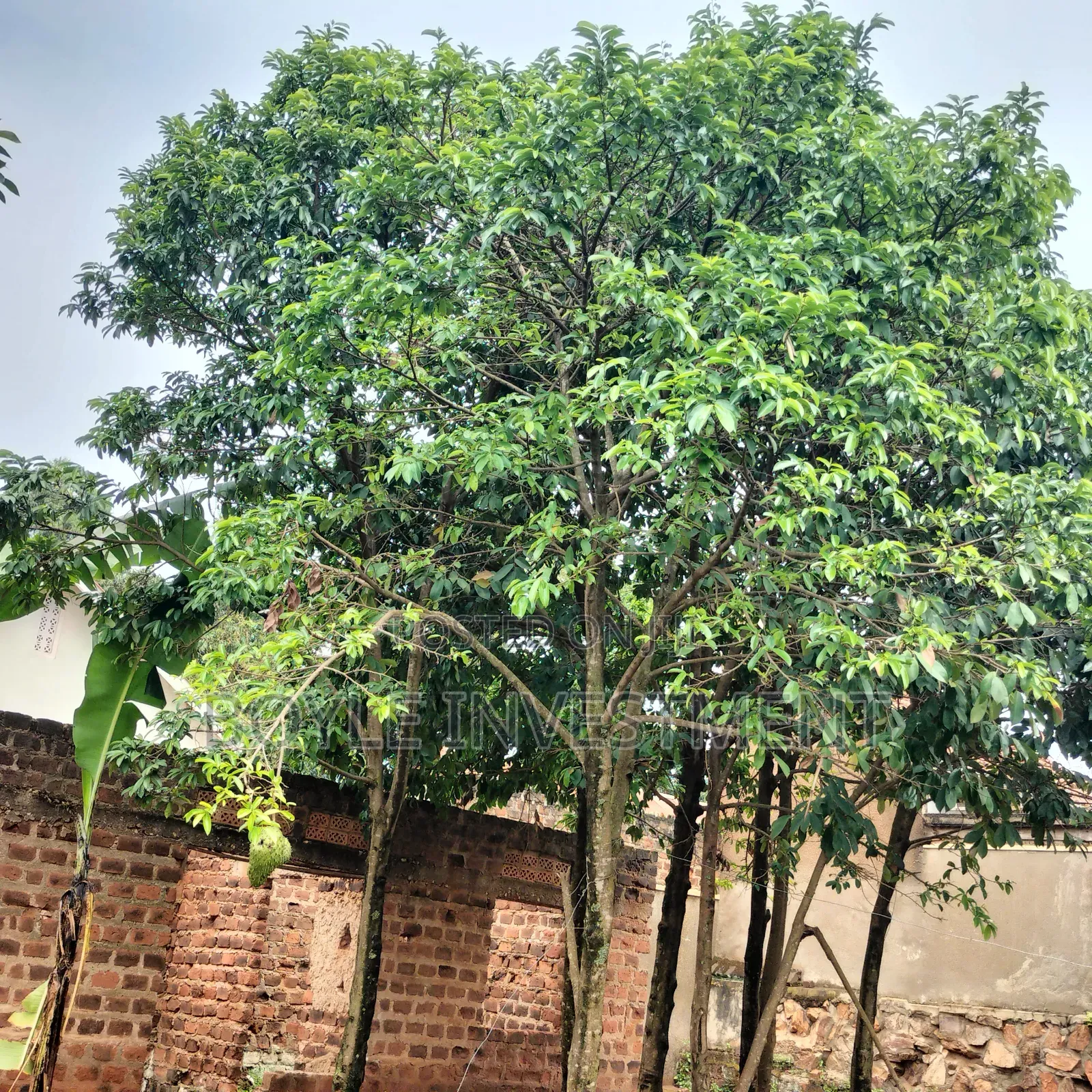 Soursop Graviola Leaves and Fruits