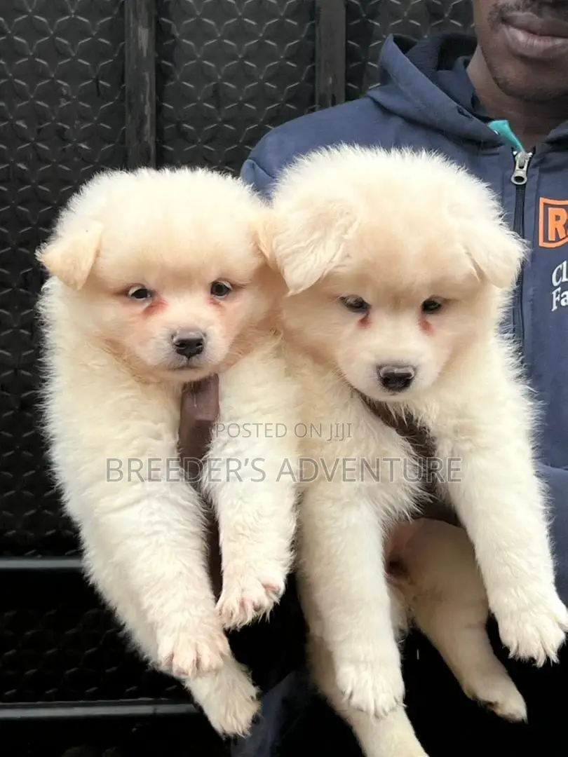 1-3 months Male Purebred Samoyed
