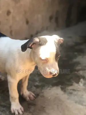 3-6 months Male Purebred American Pit Bull Terrier