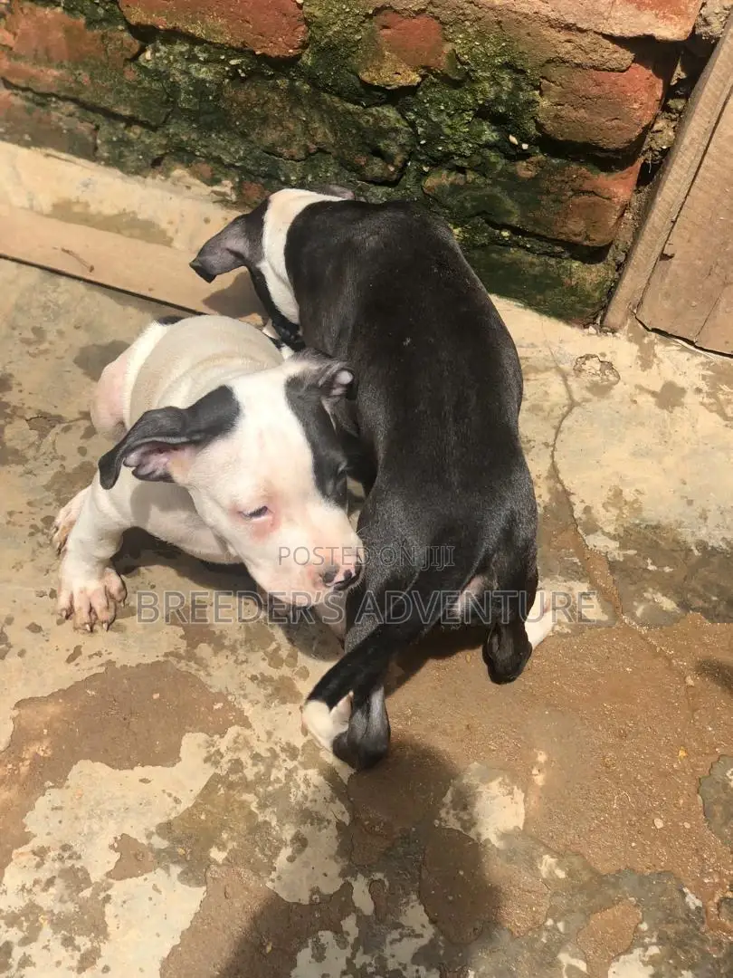 3-6 months Male Purebred American Pit Bull Terrier