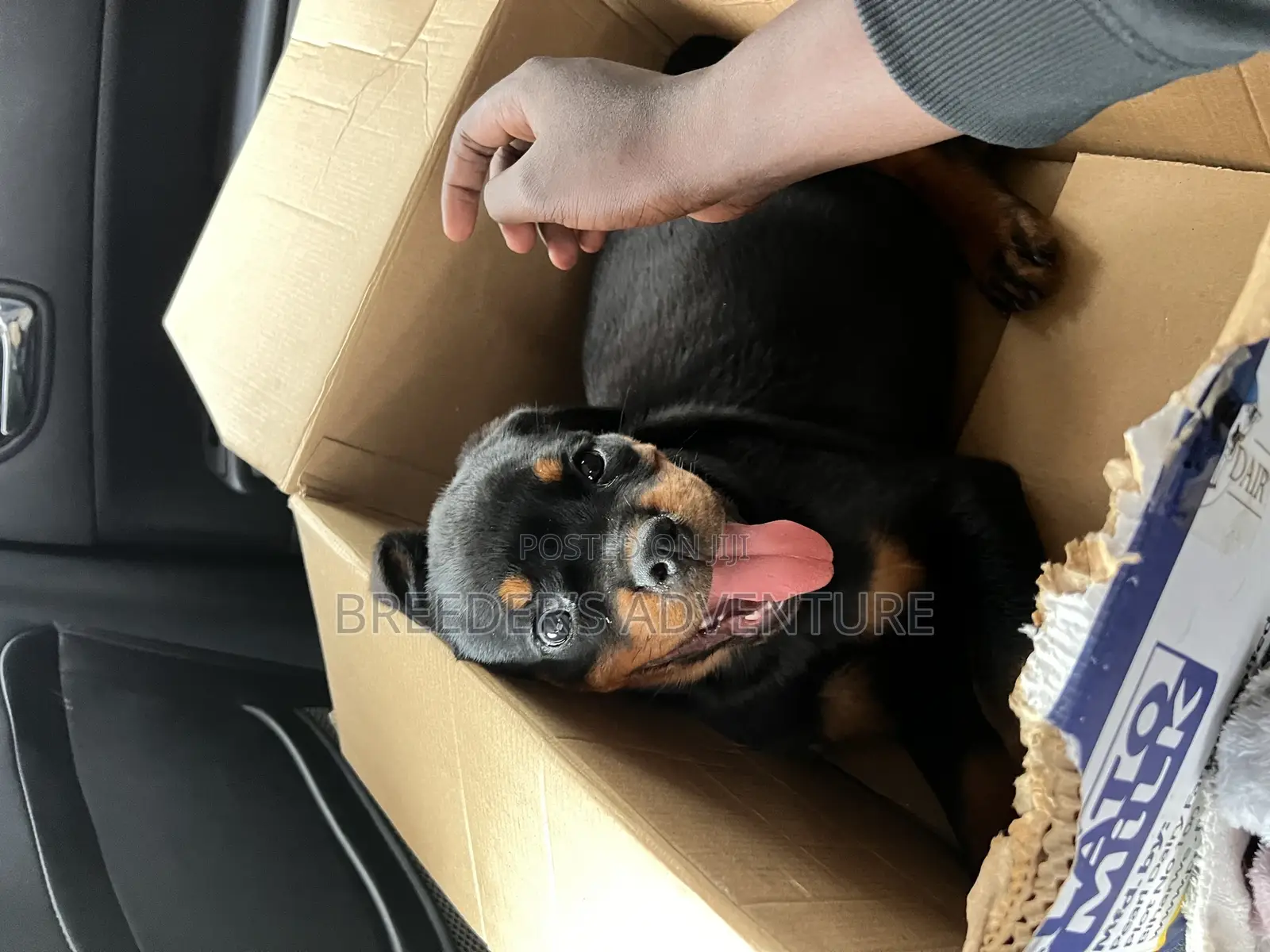 1-3 months Male Purebred Rottweiler