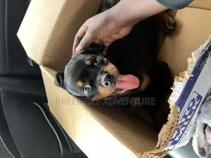 1-3 months Male Purebred Rottweiler