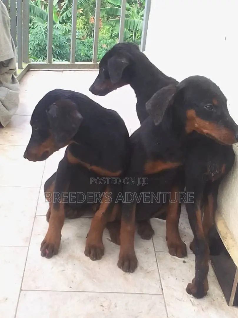 3-6 months Male Purebred Doberman Pinscher