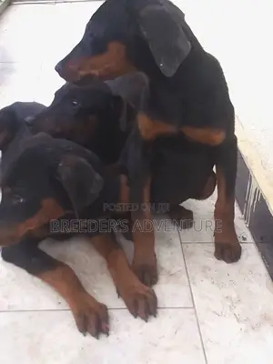 3-6 months Male Purebred Doberman Pinscher