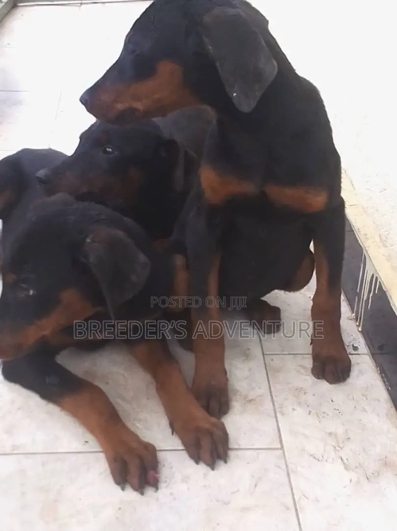 3-6 months Male Purebred Doberman Pinscher