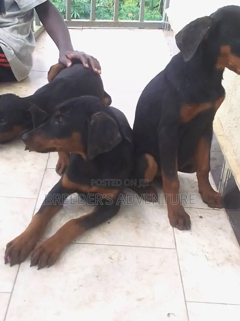 3-6 months Male Purebred Doberman Pinscher