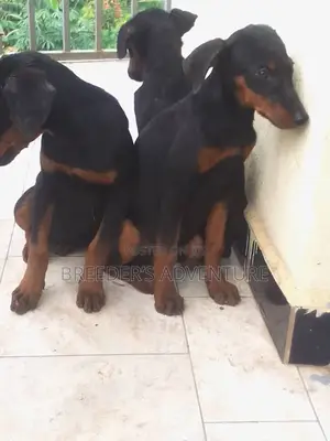 3-6 months Male Purebred Doberman Pinscher