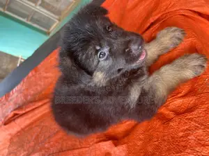 1-3 months Male Purebred German Shepherd