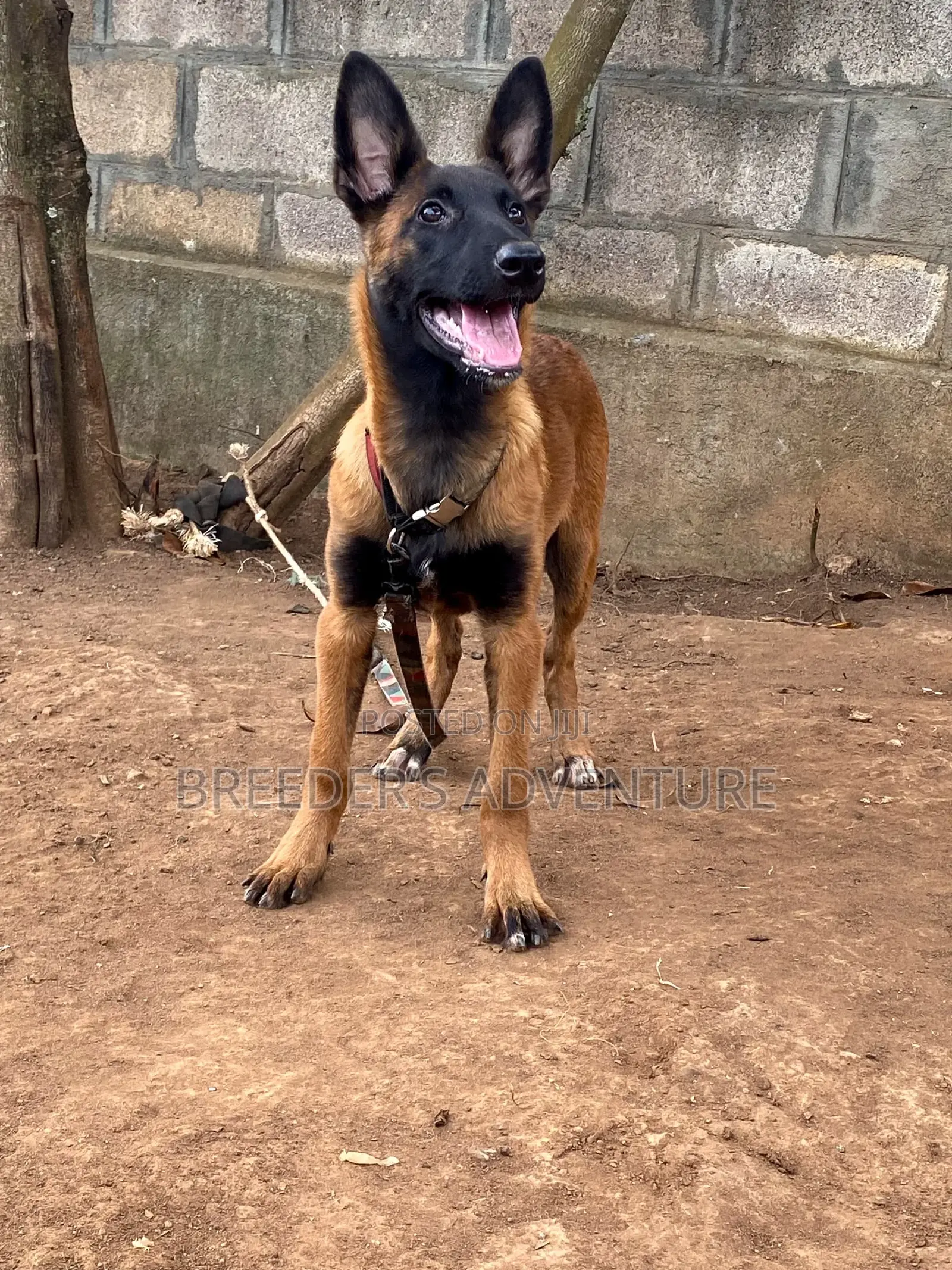 3-6 months Male Purebred Belgian Malinois