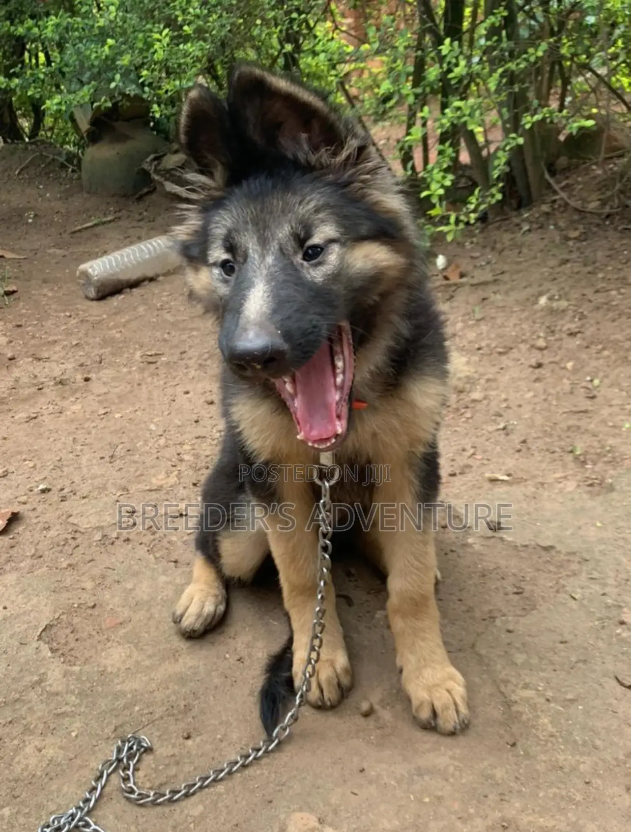 3-6 months Male Purebred German Shepherd