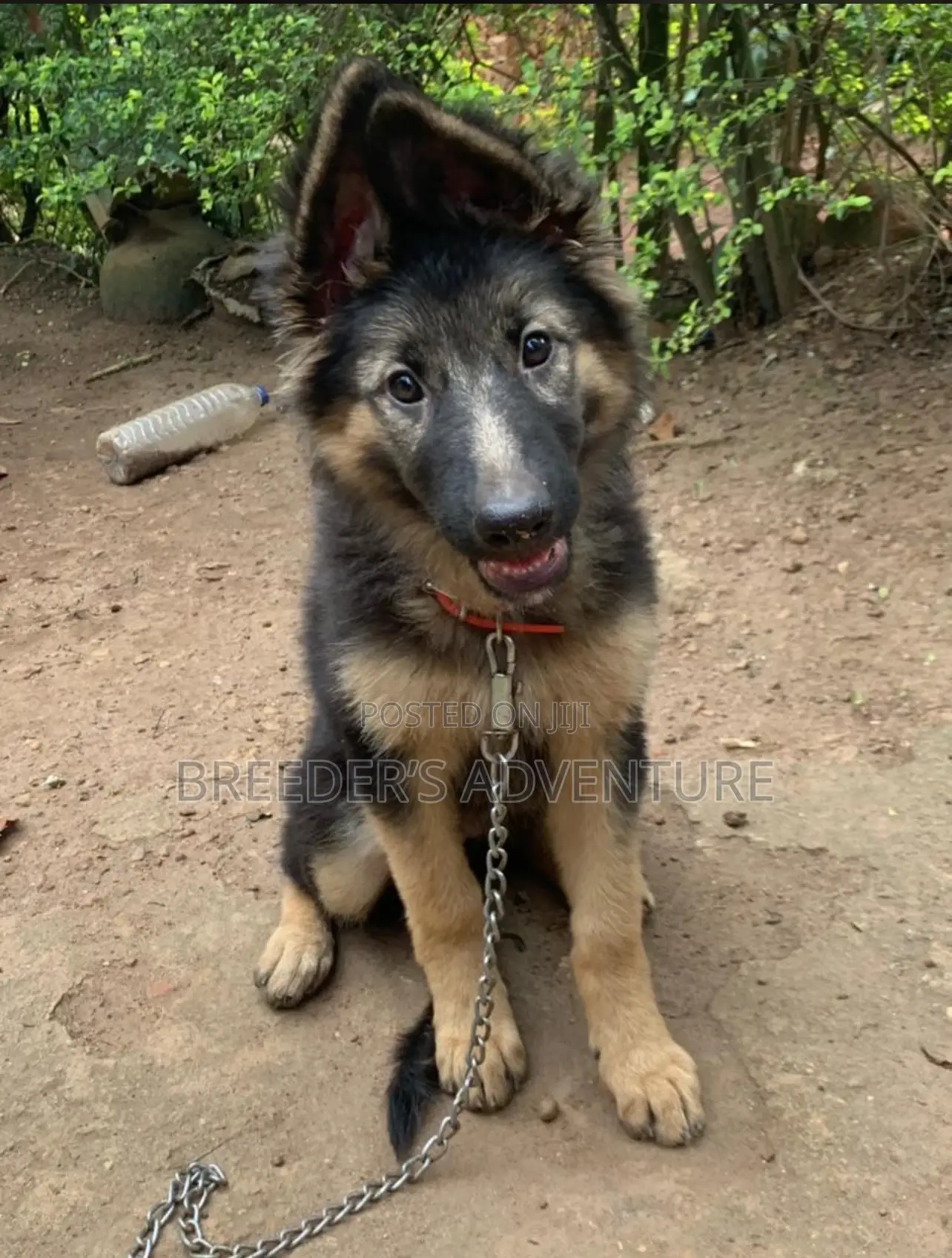 3-6 months Male Purebred German Shepherd
