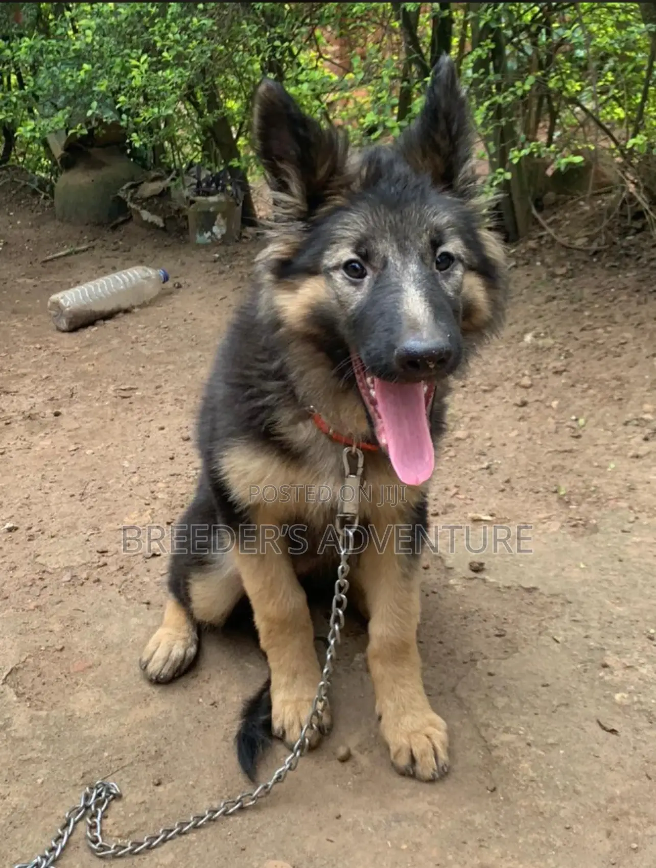 3-6 months Male Purebred German Shepherd