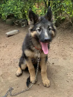 3-6 months Male Purebred German Shepherd