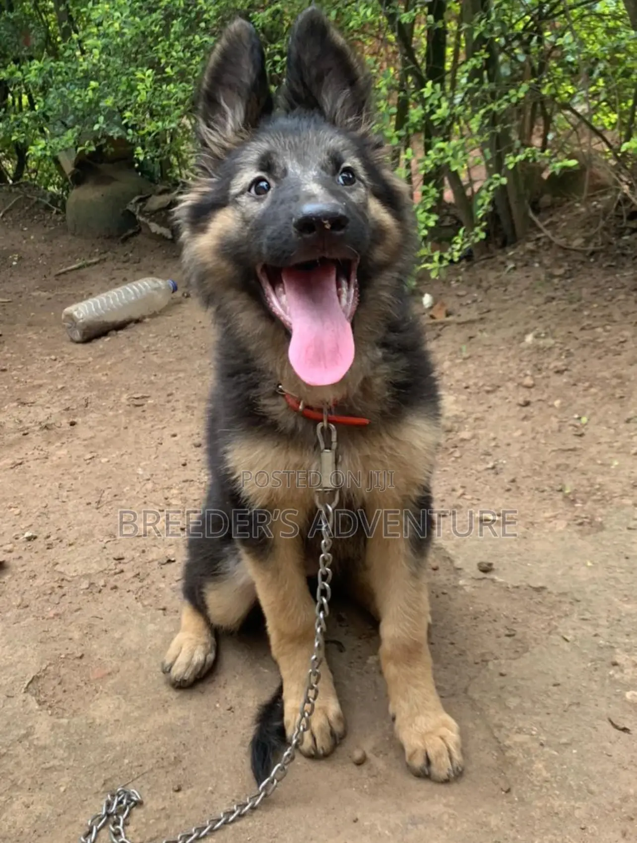 3-6 months Male Purebred German Shepherd