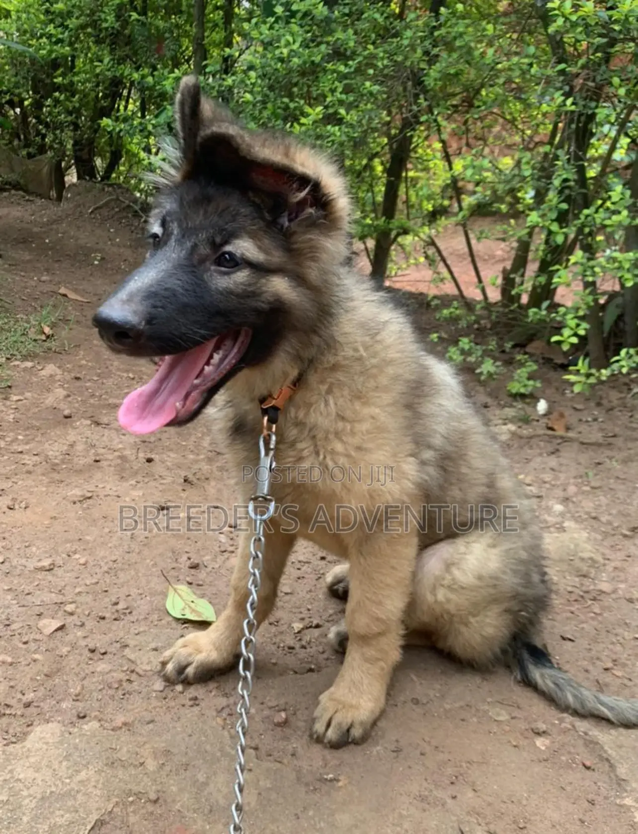 3-6 months Male Purebred German Shepherd