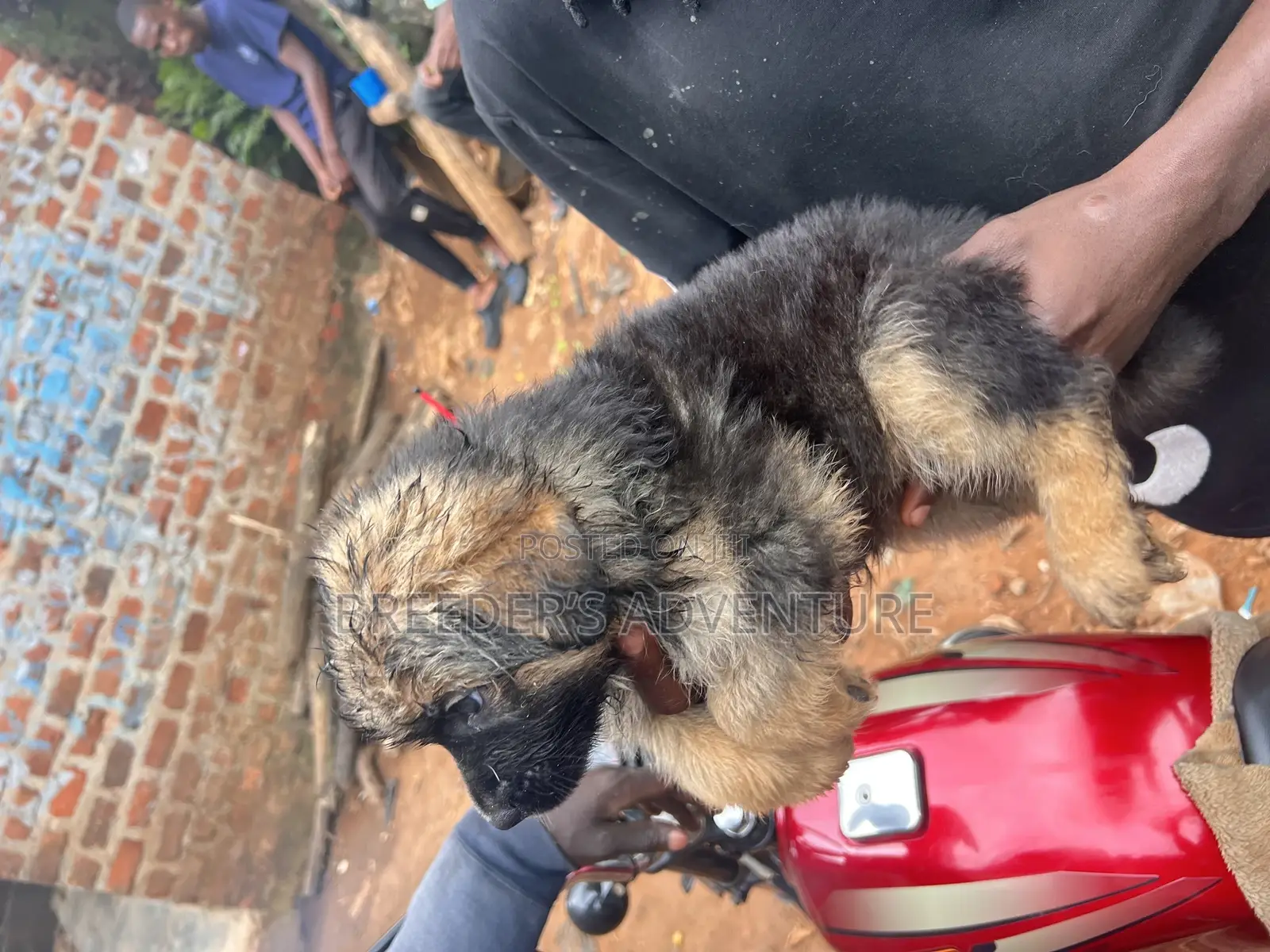 1-3 months Male Purebred German Shepherd