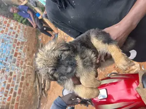 1-3 months Male Purebred German Shepherd