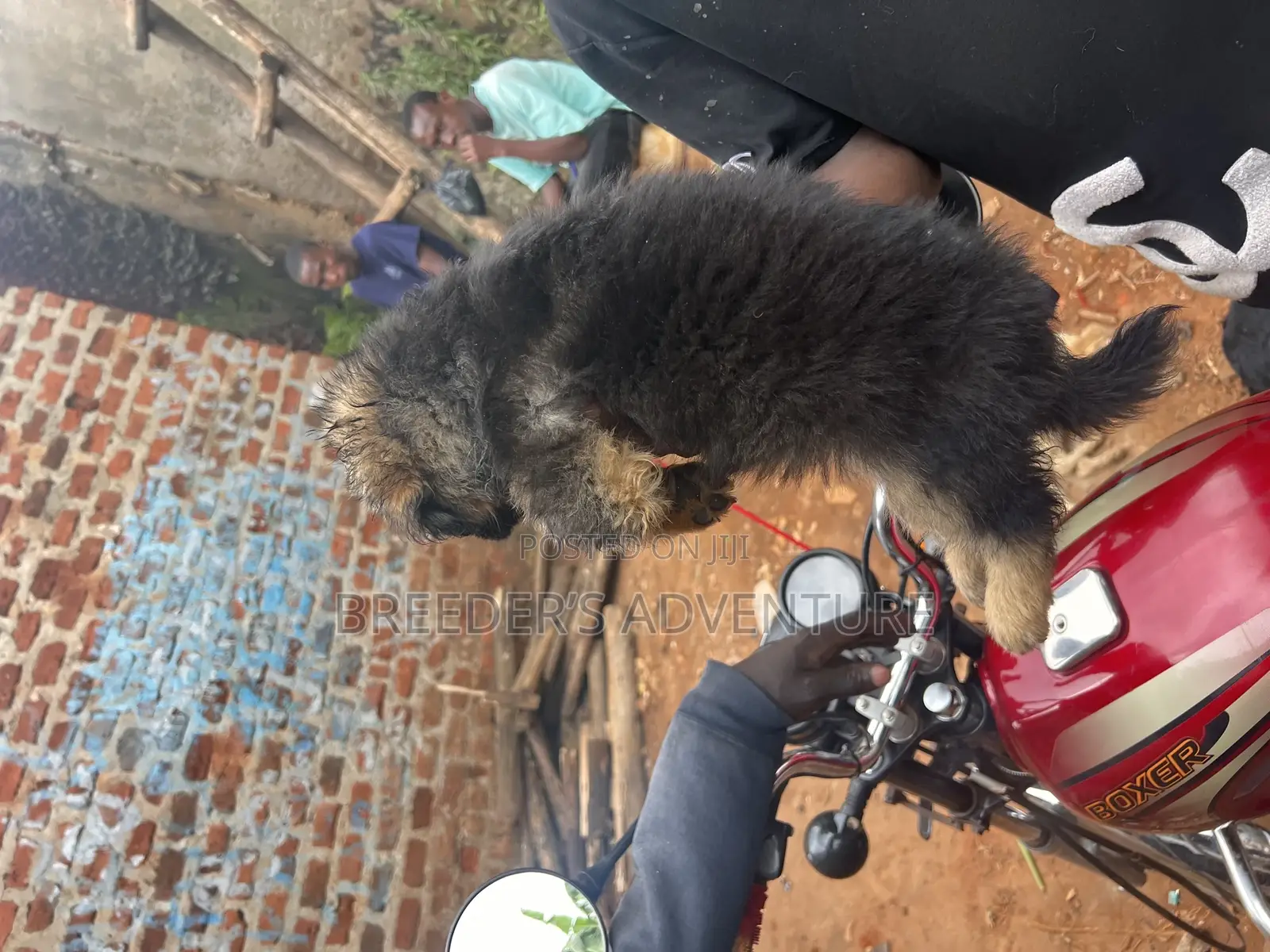 1-3 months Male Purebred German Shepherd
