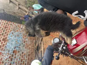 1-3 months Male Purebred German Shepherd