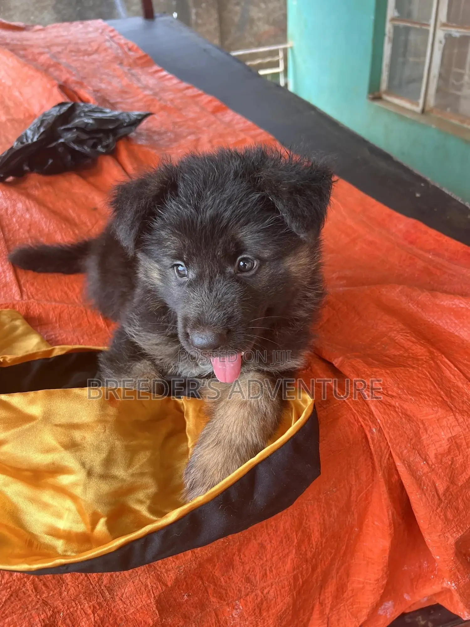 1-3 months Male Purebred German Shepherd
