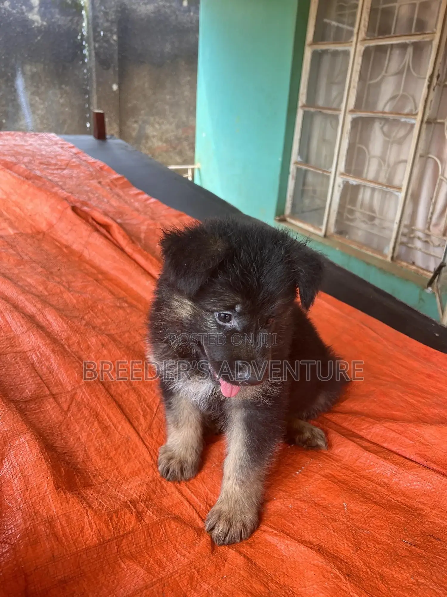 1-3 months Male Purebred German Shepherd
