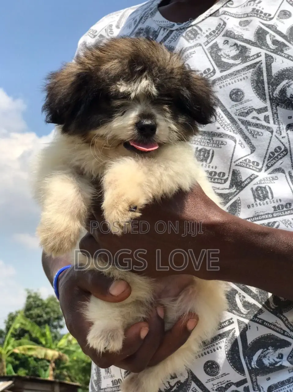 1-3 months Female Purebred Maltese Shih Tzu