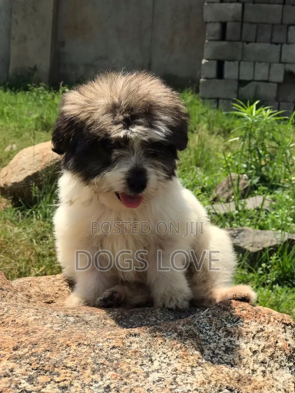1-3 months Female Purebred Maltese Shih Tzu
