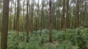 Land for Sale in Kyenjojo