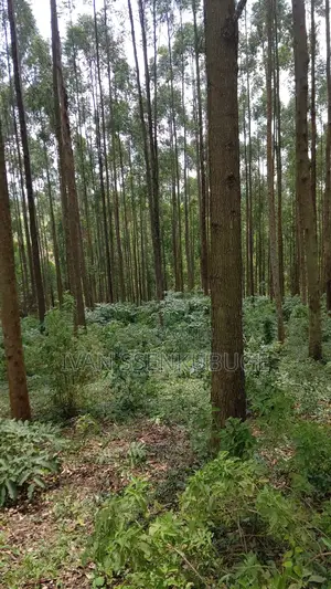 Land for Sale in Kyenjojo