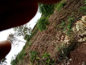 1/2 Acre for Sale in Kakoba ,Buremba 2, Mbarara