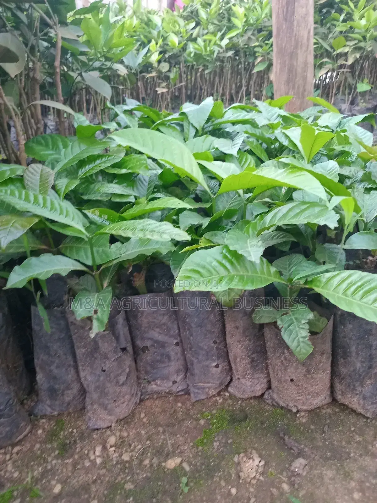 CWDR Coffee (Cuttings)
