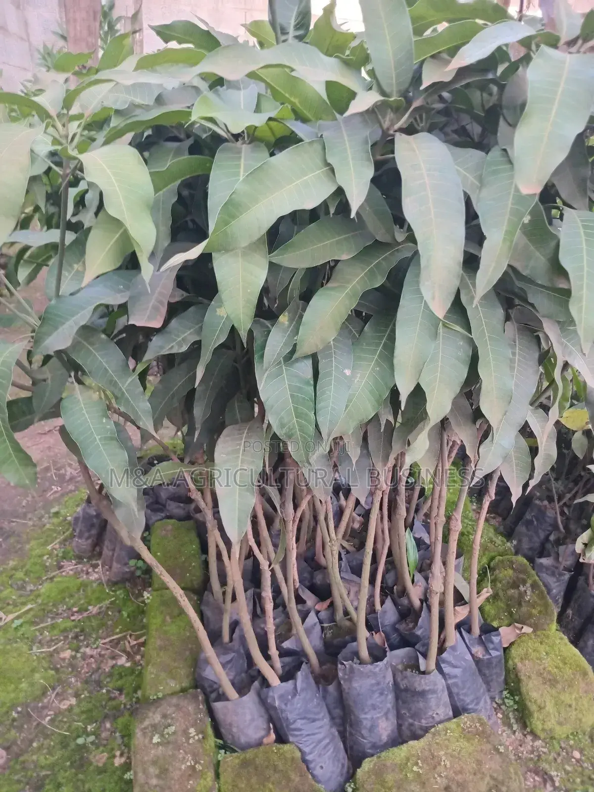 Takataka Mangoes (Kate)