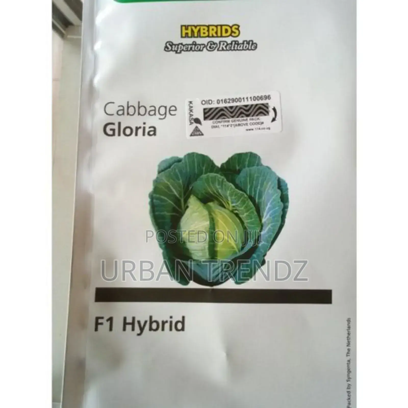 Gloria F1 Hybrid Cabbage Seeds - 10g