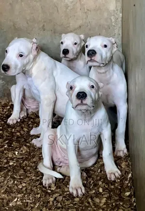 Photo - 1-3 months Male Purebred Dogo Argentino