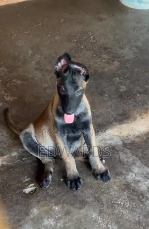 Photo - 3-6 months Female Purebred Belgian Malinois