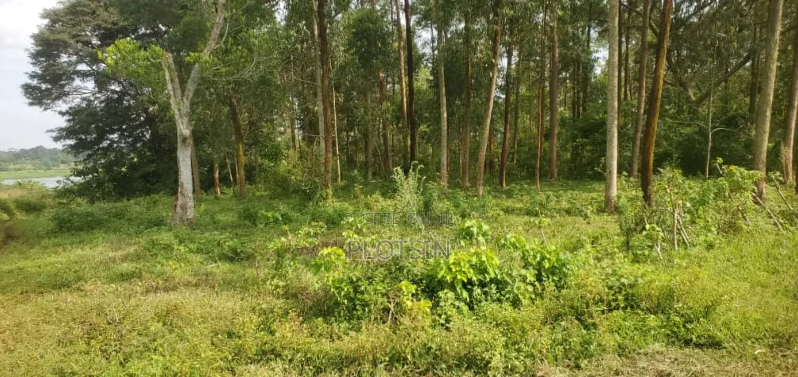 3.1 Acres Touching the Legendary River Nile,Nazigo