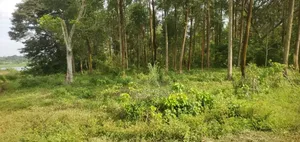3.1 Acres Touching the Legendary River Nile,Nazigo