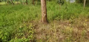 3.1 Acres Touching the Legendary River Nile,Nazigo