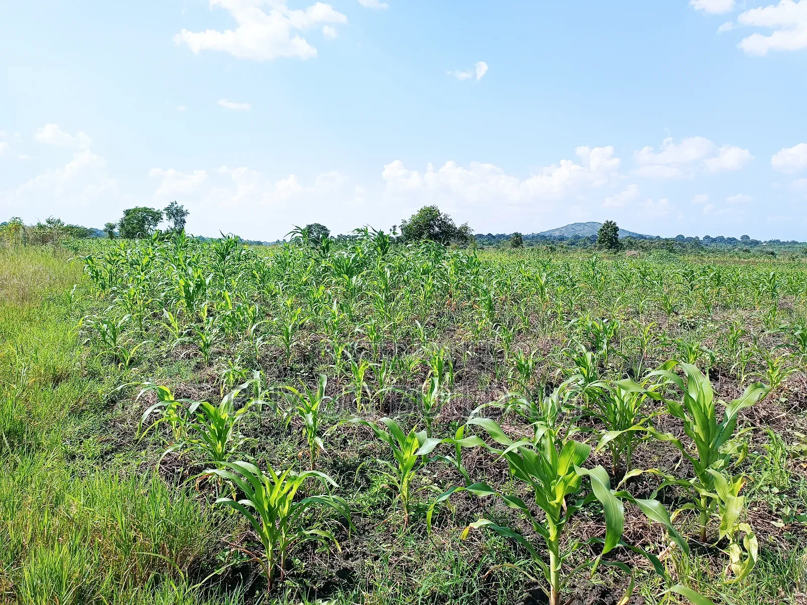 Quick Sale! 
#5acres for Sale Gayaza - Zilobw at 13m